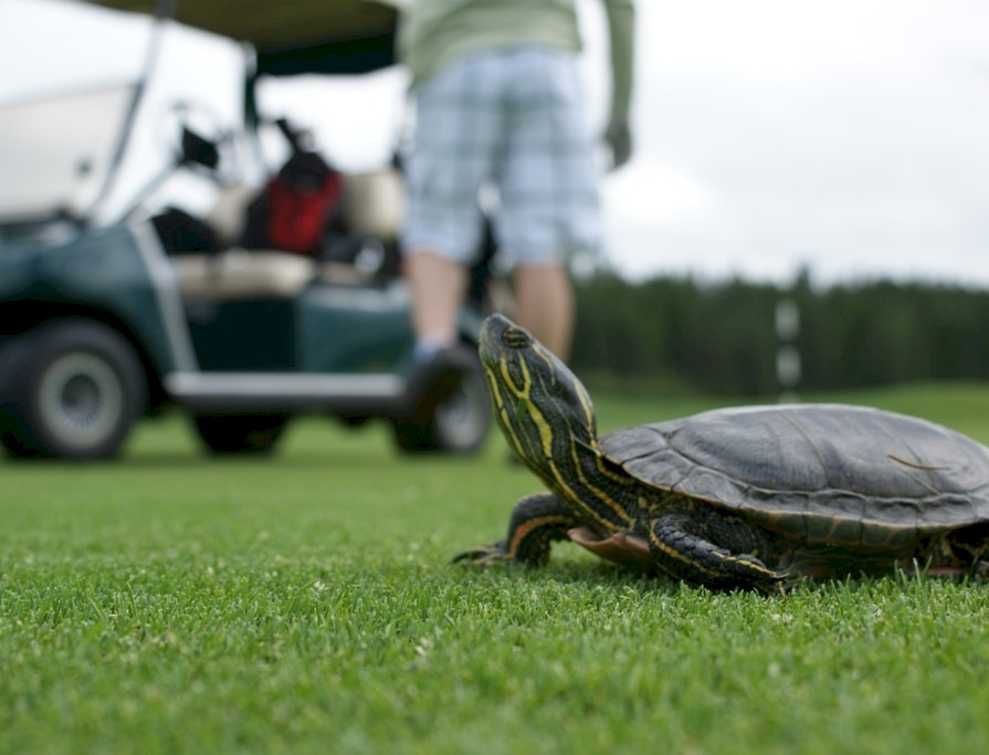Painted Turtle on the golf course